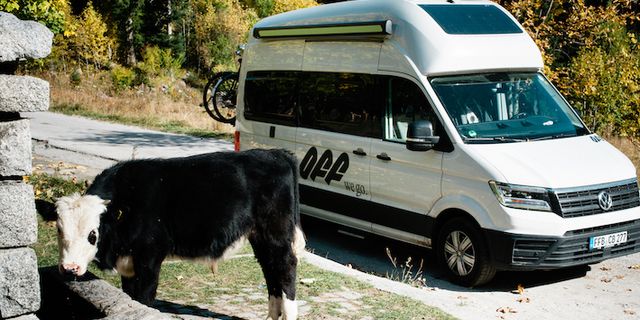Ein Camper steht beim Wildcampen in Österreich neben einer Kuh.